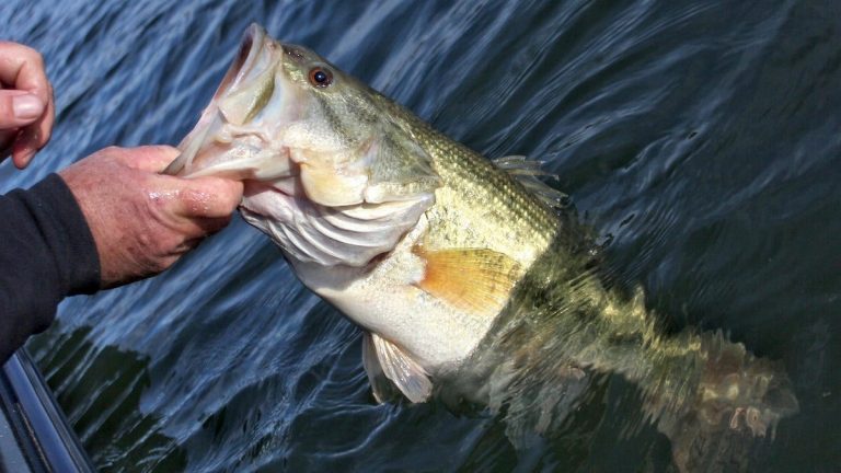 How to Develop Confidence with New Bass Fishing Baits