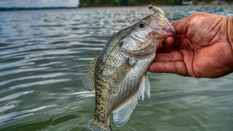 Improve Fall Crappie Fishing with Subtle Color Changes