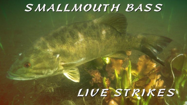 Smallmouth Bass Underwater Strike Footage