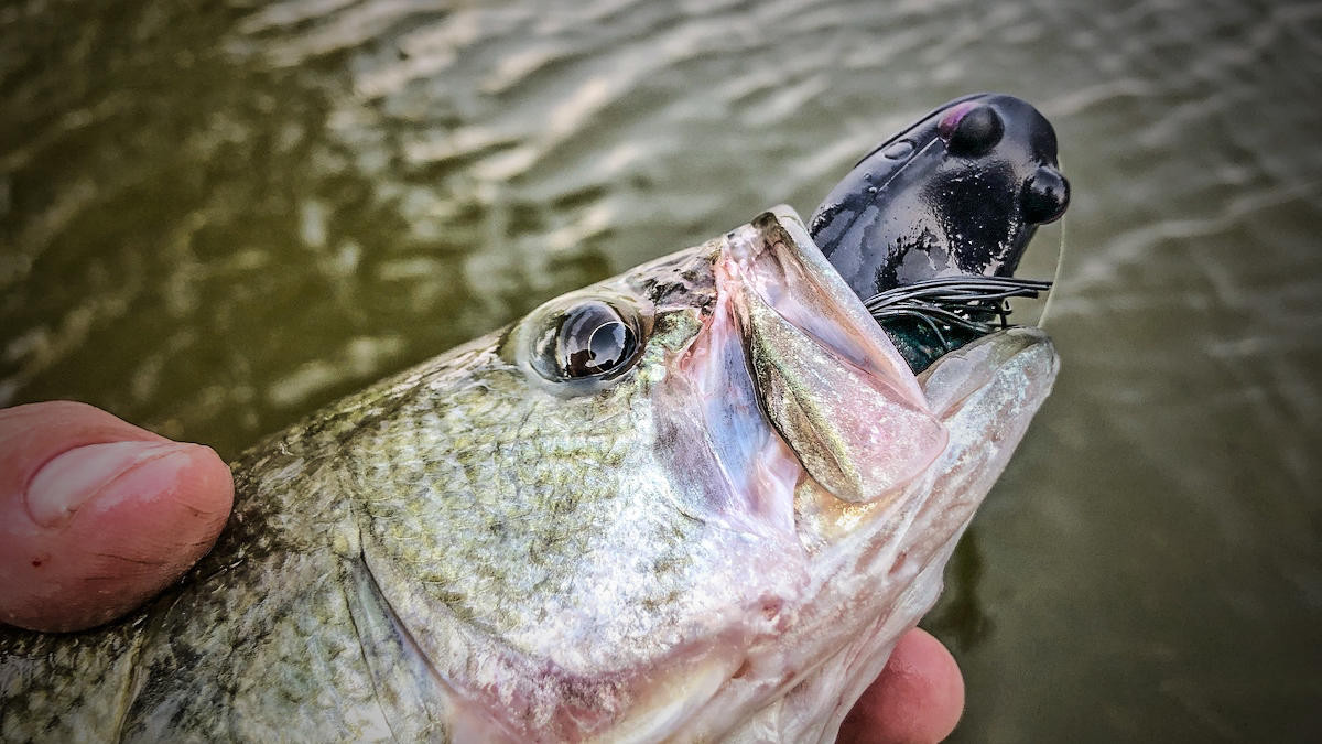 Savage Gear Hop Popper Frog Review - Wired2Fish