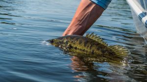 Learn the 3 Level Rule of Fishing Current