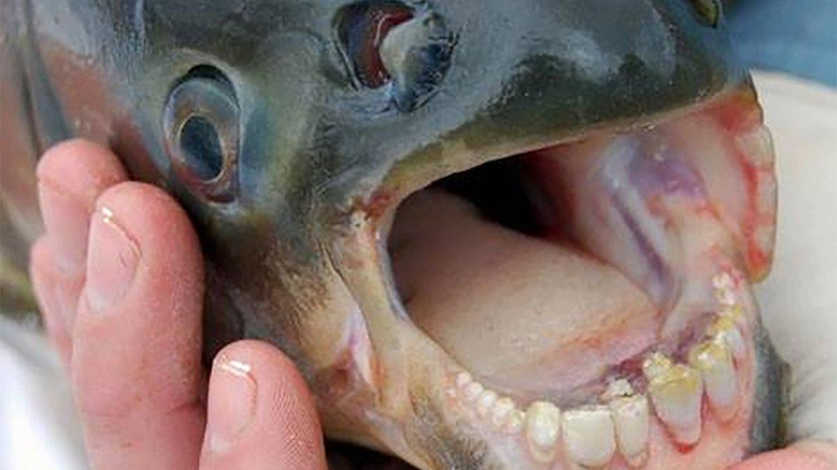 Anglers Catching Fish with Human-Like Teeth - Wired2Fish