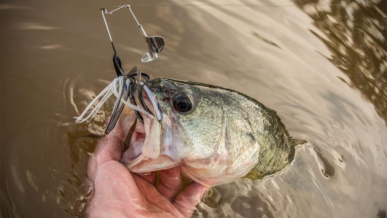 How to Catch Big Bass in Low-Water Conditions