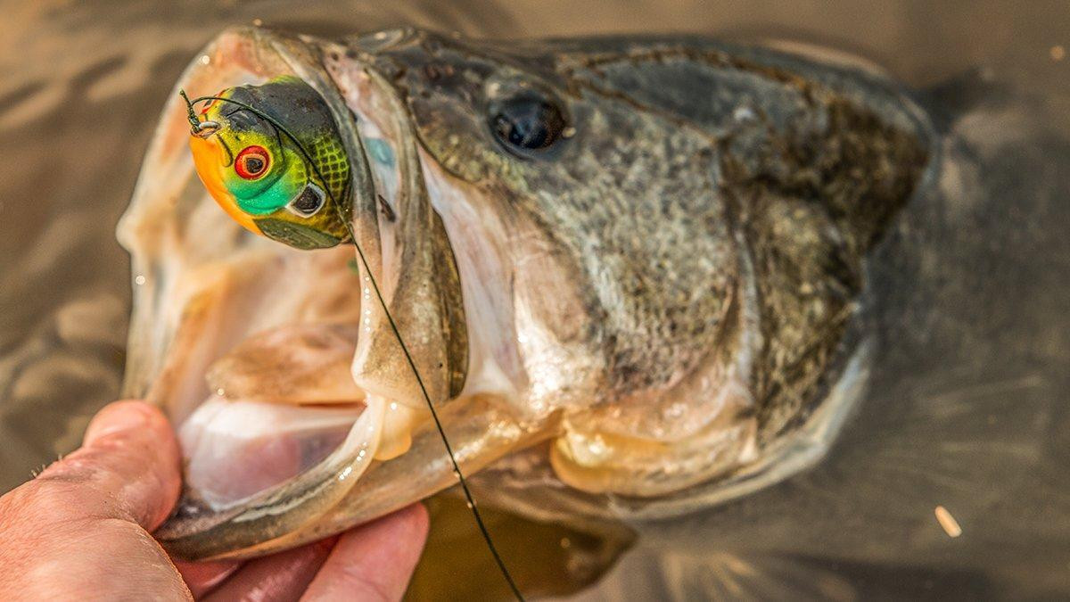 Lunkerhunt Fish Bone Bait Jar Review - Wired2Fish