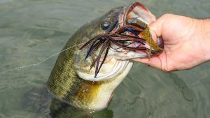 How to Stay Ahead of the Bass in the Prespawn