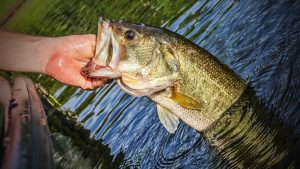 How to Fish the Shaky Shot for Bass Fishing