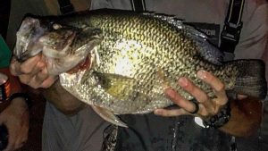 Tenn. State Record is World Record Black Crappie