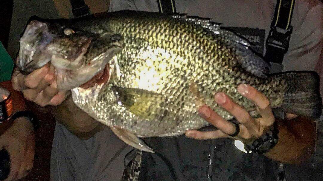 Tenn. State Record is World Record Black Crappie - Wired2Fish
