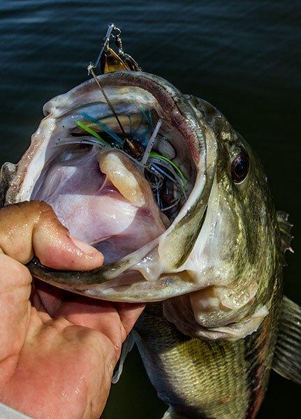 5 Fall Fishing Lures for Under $6 a Piece