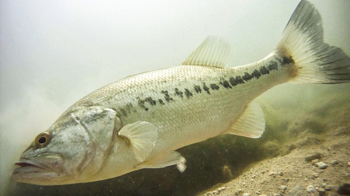 How to Keep Catching Bass after the Shad Spawn Ends - Wired2Fish