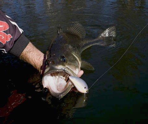 Hunt for Shallow Bass at Any Time of Year by Jimmy Houston