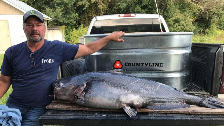 Giant Catfish Breaks State Record