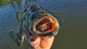 How to Choose the Right Bass Fishing Frog This Spring