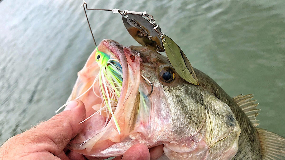 Catch Bass Anywhere, Under Any Condition, with New Terminator® Pro Series  Spinnerbaits - Rapala