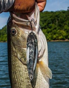 Speed Cranking Big Spoons in Shallow Water