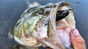 Berkley Fusion19 Weighted Frog Hook Review