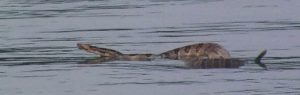 A Big Rattlesnake Swimming on Ky Lake