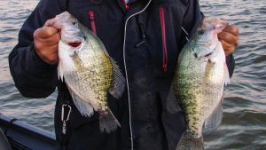 Do You Know Your Crappie?