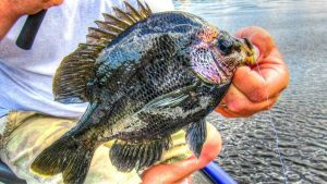 Tips for Catching Bluegills Off Beds