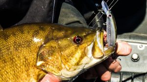 Catch Big River Smallmouth on Jerkbaits