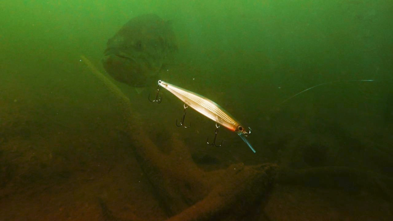 Why Fish Deep-Diving Jerkbaits in Shallow Water? - Wired2Fish