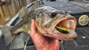 3 Visual Keys to Pattern Spring Bass