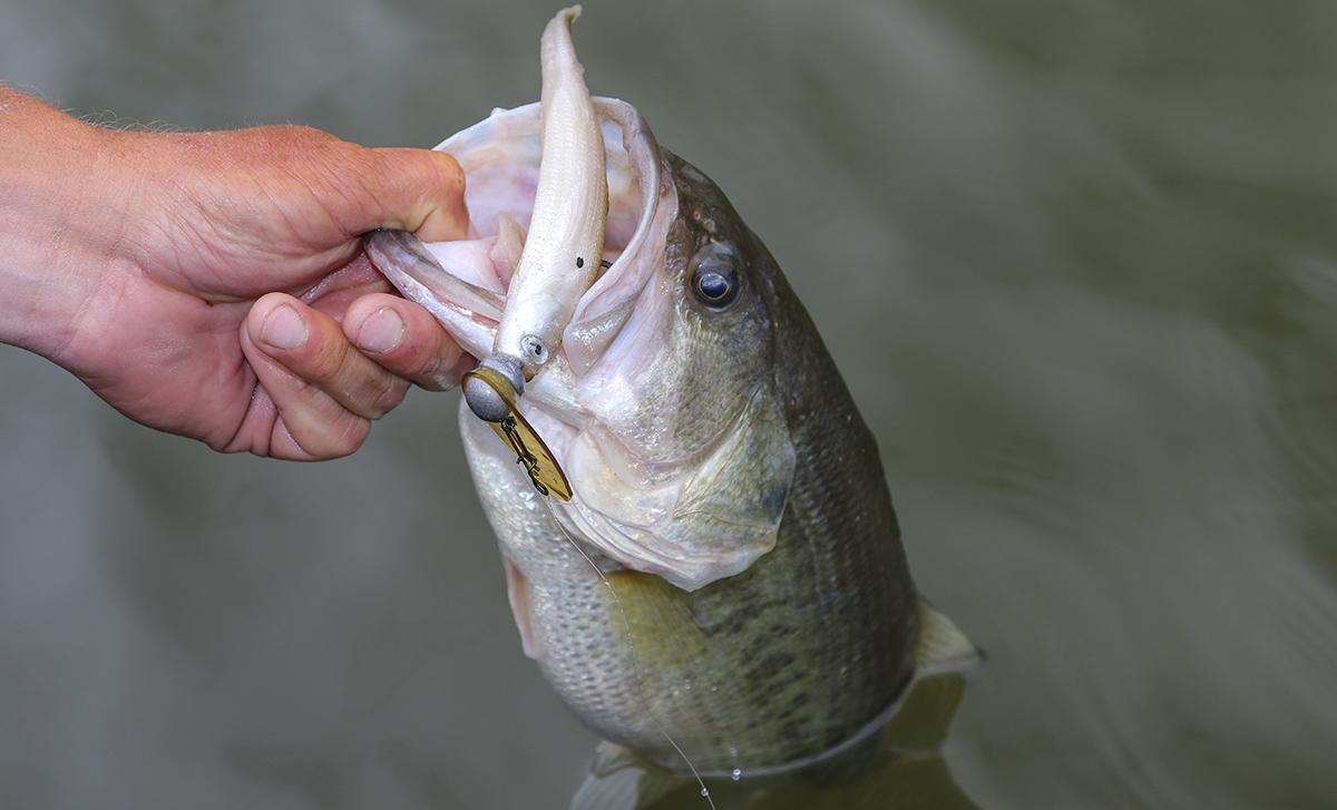 Ledge Fishing Tips Scrounger Jig Head Fishing 