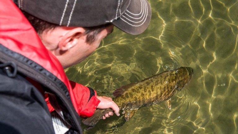 Catch Shallow Summer Smallies in Clear Water