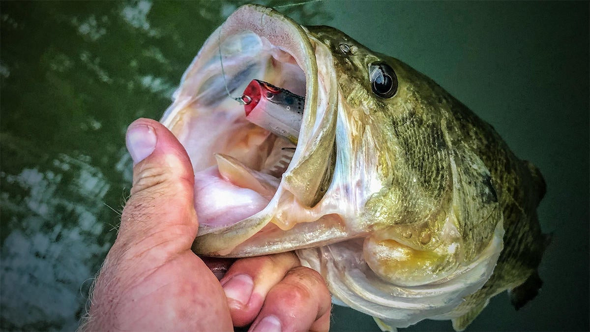 How to Catch Skinny Water Bass on Lures – Tackle Tactics