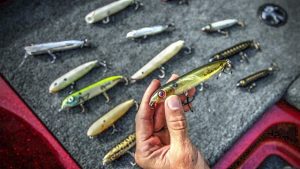 How to Choose the Right Walking Topwater