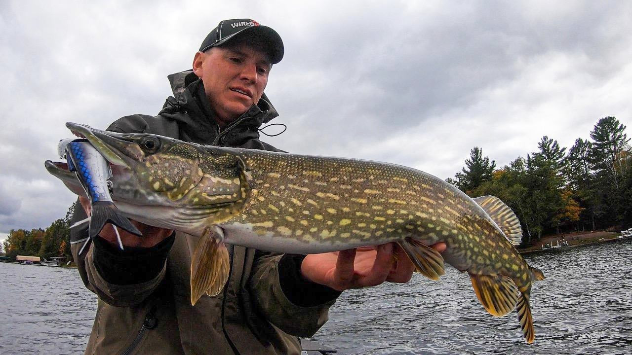 Targeting Fall Pike With Swimbaits (VLOG) - Wired2Fish