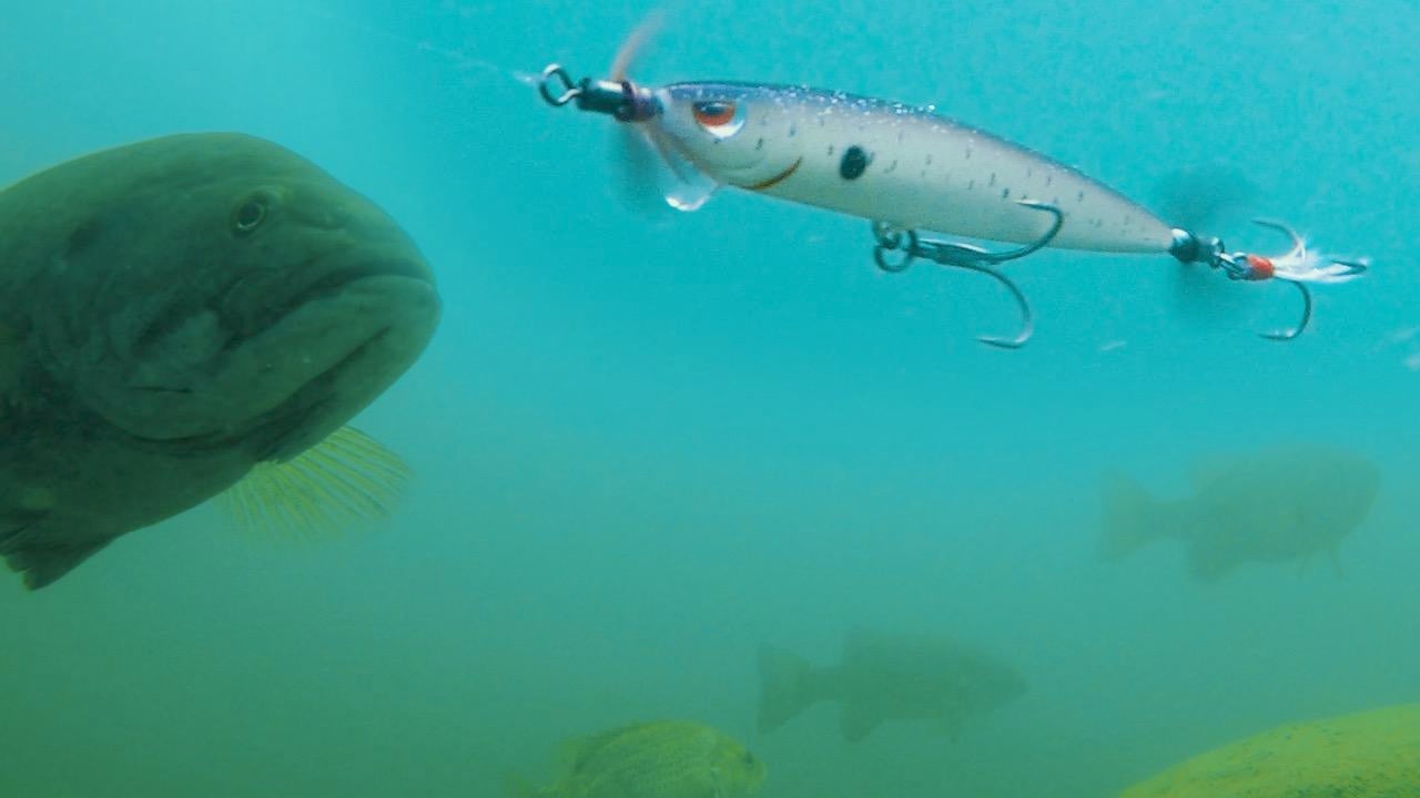 Tips for Spybaiting Pressured Bass - Wired2Fish