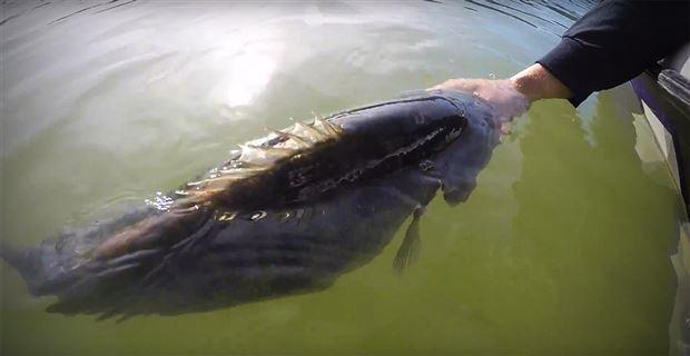 World Record Spotted Bass Release Video