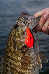 Fall Fishing with the Rapala DT Series