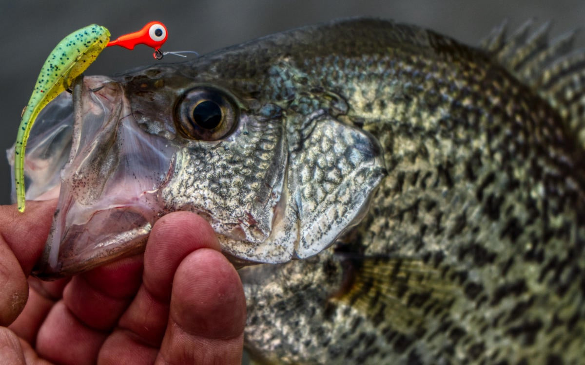 Watch LIVESCOPING DEEP CRAPPIE ON BLUFFS WITH JIGS! (WATCH THEM EAT IT)  Video on