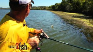 Find and Catch Fall Bass with Spinnerbaits