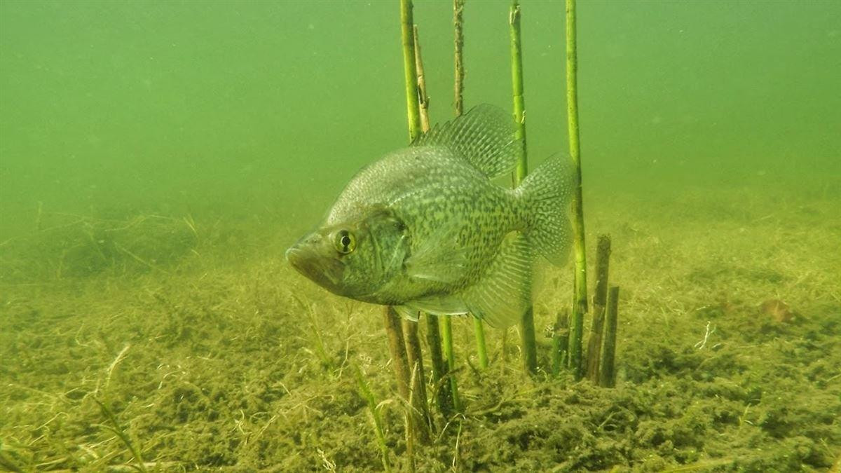 Bobber Fishing Tips for Crappie in Shallow Water - Wired2Fish