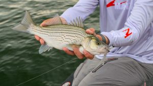 Match the Hatch for Hybrid Striped Bass