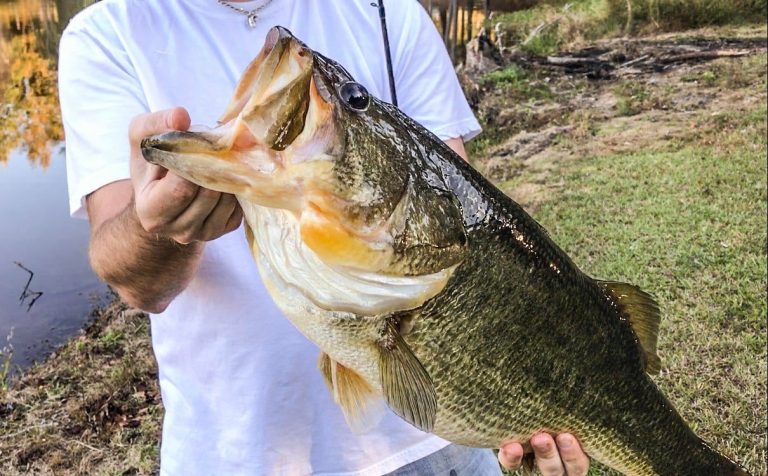 Catch and Release Works: 13-pound Bass Caught Again