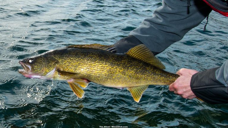 4 Tips for Fishing Ledge Walleyes