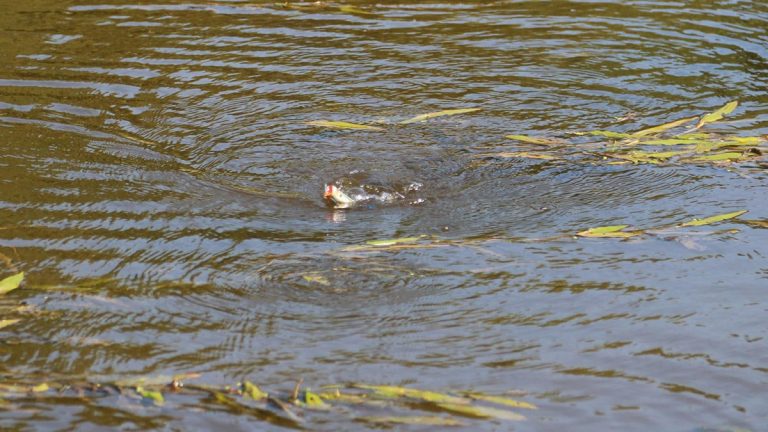 Why You Should Use a Topwater Popper for Fall Bass Fishing