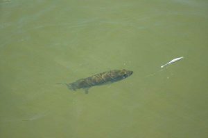 Fall Fluke Fishing