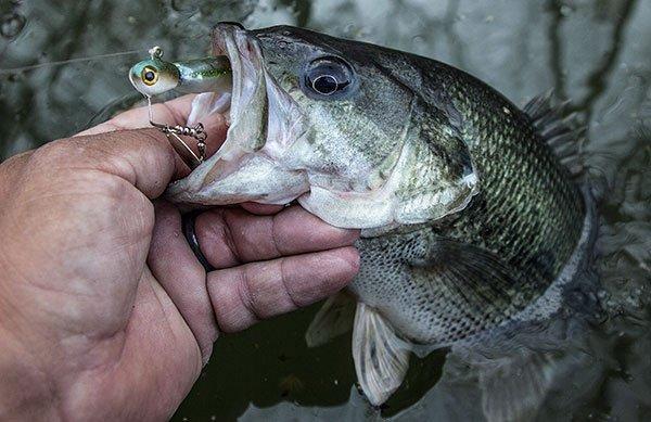 How to Fool Suspended Bass with Underspins - Wired2Fish