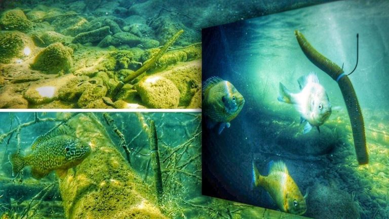 3 Neko Rig Hook Positions | What it Looks Like Underwater