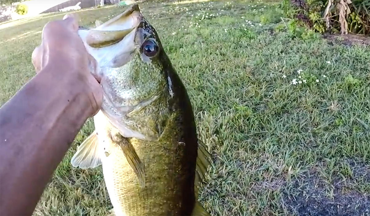 How to Pond Fish Like a Pro - Wired2Fish
