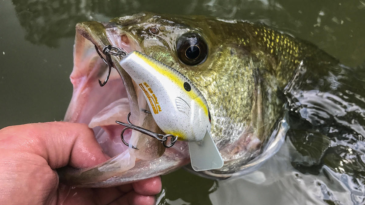 3 Fishing Lure Options for Big Fall Bass - Wired2Fish