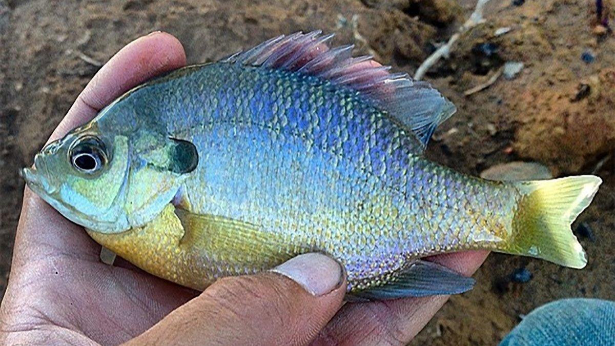 8 Commonly Misidentified Sunfish Species - Wired2Fish