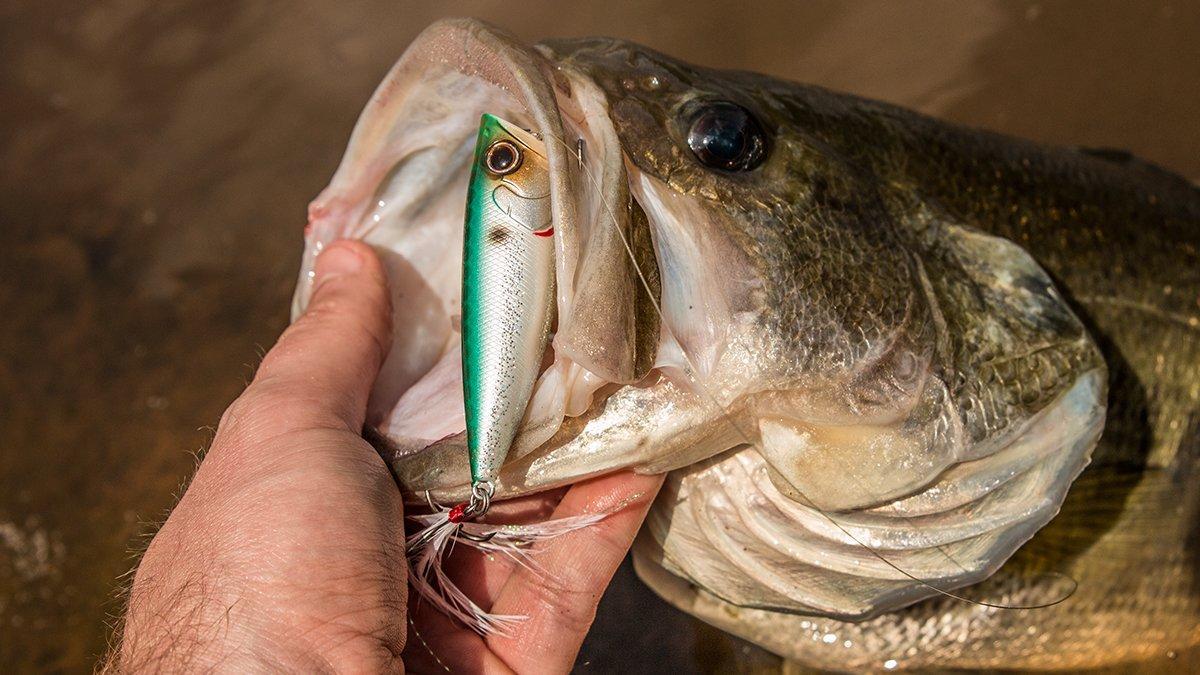 5 Spring Topwater Lures Every Angler Needs - Wired2Fish