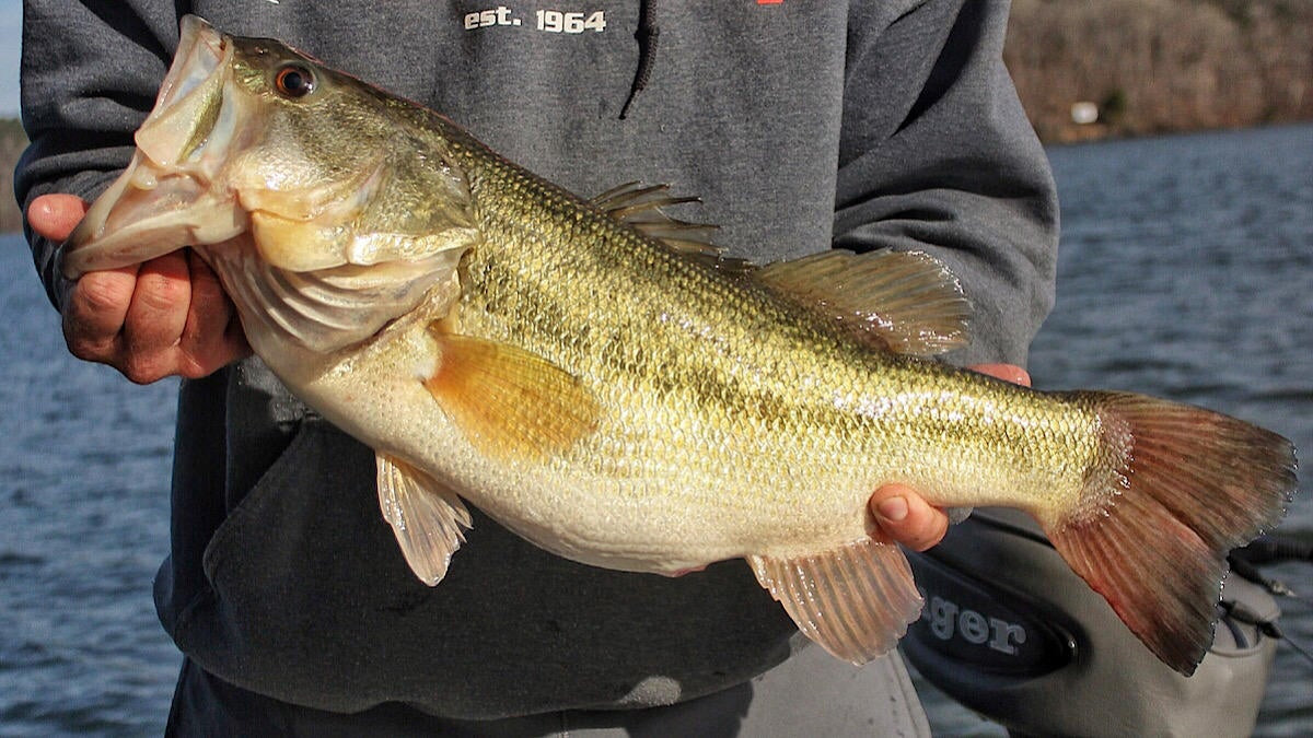 Prespawn Bass Fishing: Understanding the Difference between