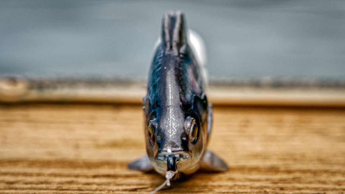  Fishing Tackle Lures Swimbait Natural Bluegill